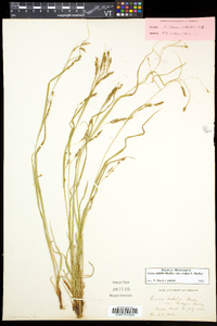 Carex debilis var. rudgei image