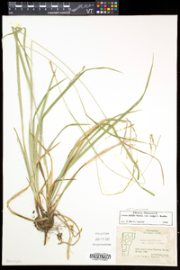 Carex debilis var. rudgei image