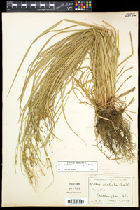 Carex debilis var. rudgei image