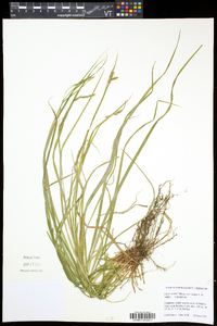 Carex debilis var. rudgei image