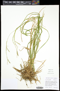 Carex debilis var. rudgei image