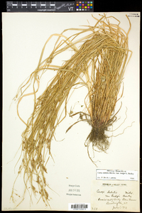 Carex debilis var. rudgei image