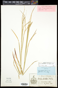 Carex debilis var. rudgei image