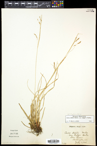 Carex debilis var. rudgei image