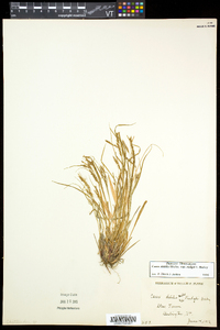 Carex debilis var. rudgei image