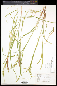 Carex debilis var. rudgei image