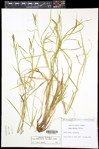 Carex debilis var. rudgei image