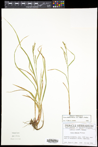 Carex debilis var. rudgei image