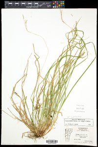 Carex debilis var. rudgei image