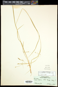 Carex debilis var. rudgei image