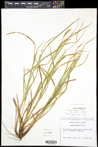 Carex debilis var. rudgei image