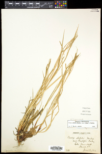 Carex debilis var. rudgei image