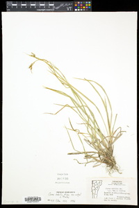 Carex debilis var. rudgei image