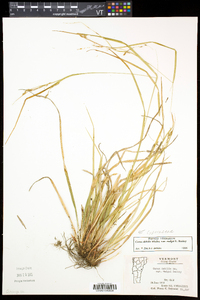 Carex debilis var. rudgei image