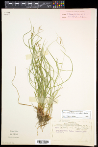 Carex debilis var. rudgei image