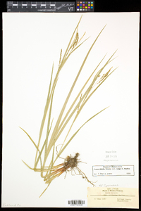 Carex debilis var. rudgei image