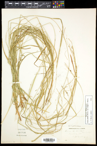 Carex debilis var. rudgei image