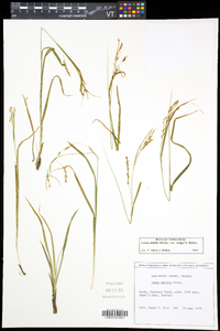 Carex debilis var. rudgei image