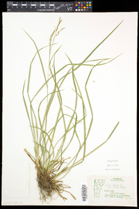 Carex debilis var. rudgei image