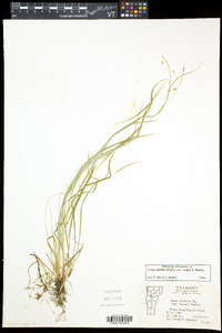 Carex debilis var. rudgei image