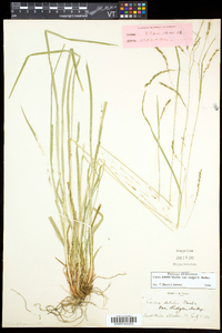 Carex debilis var. rudgei image