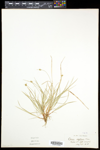 Carex deflexa var. deflexa image