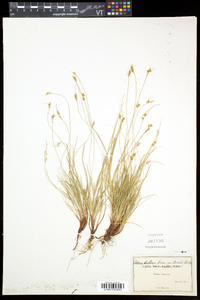 Carex deflexa var. deflexa image