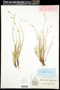 Carex deflexa var. deflexa image