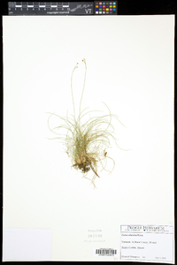 Carex eburnea image