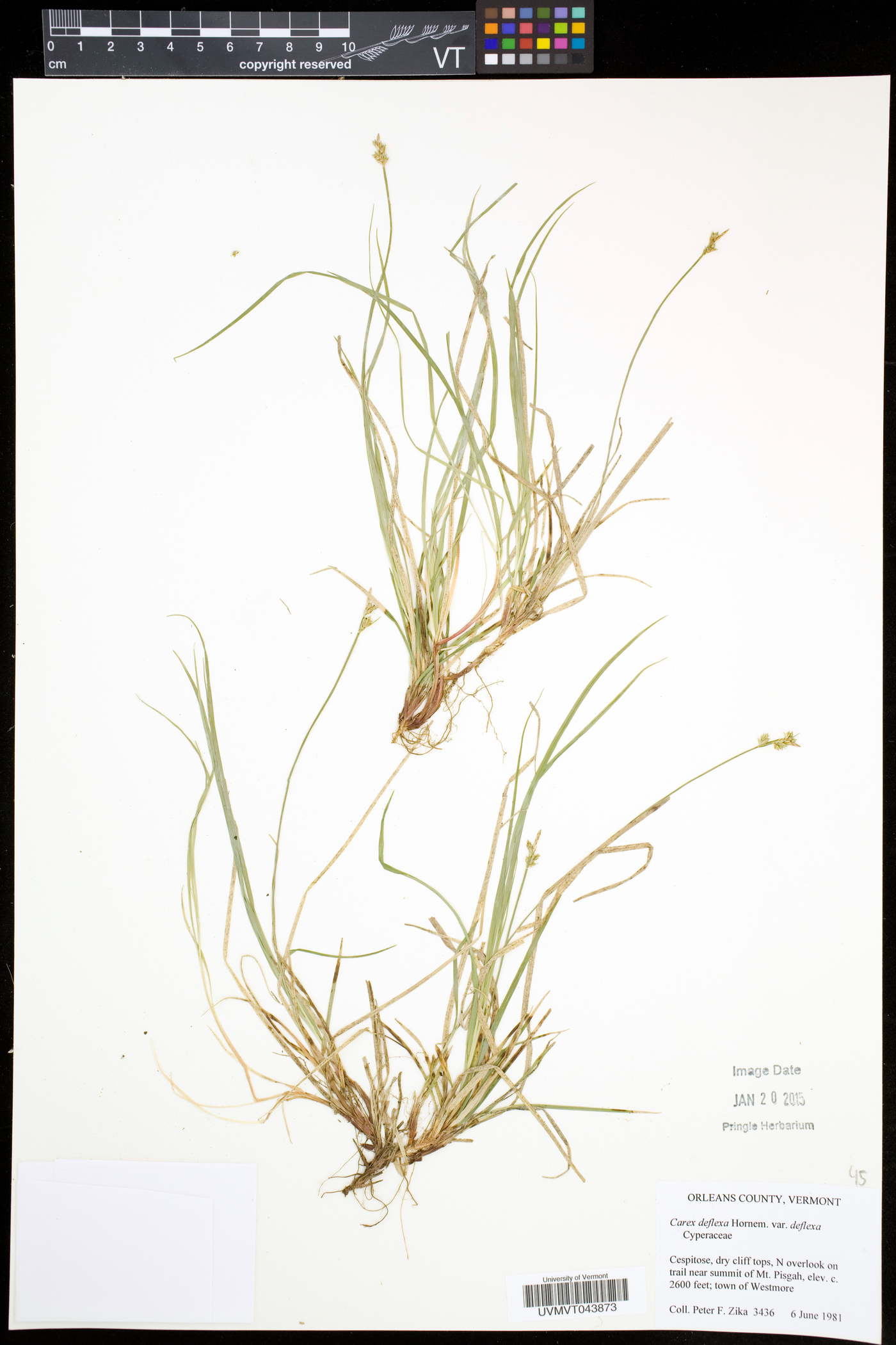 Carex deflexa var. deflexa image