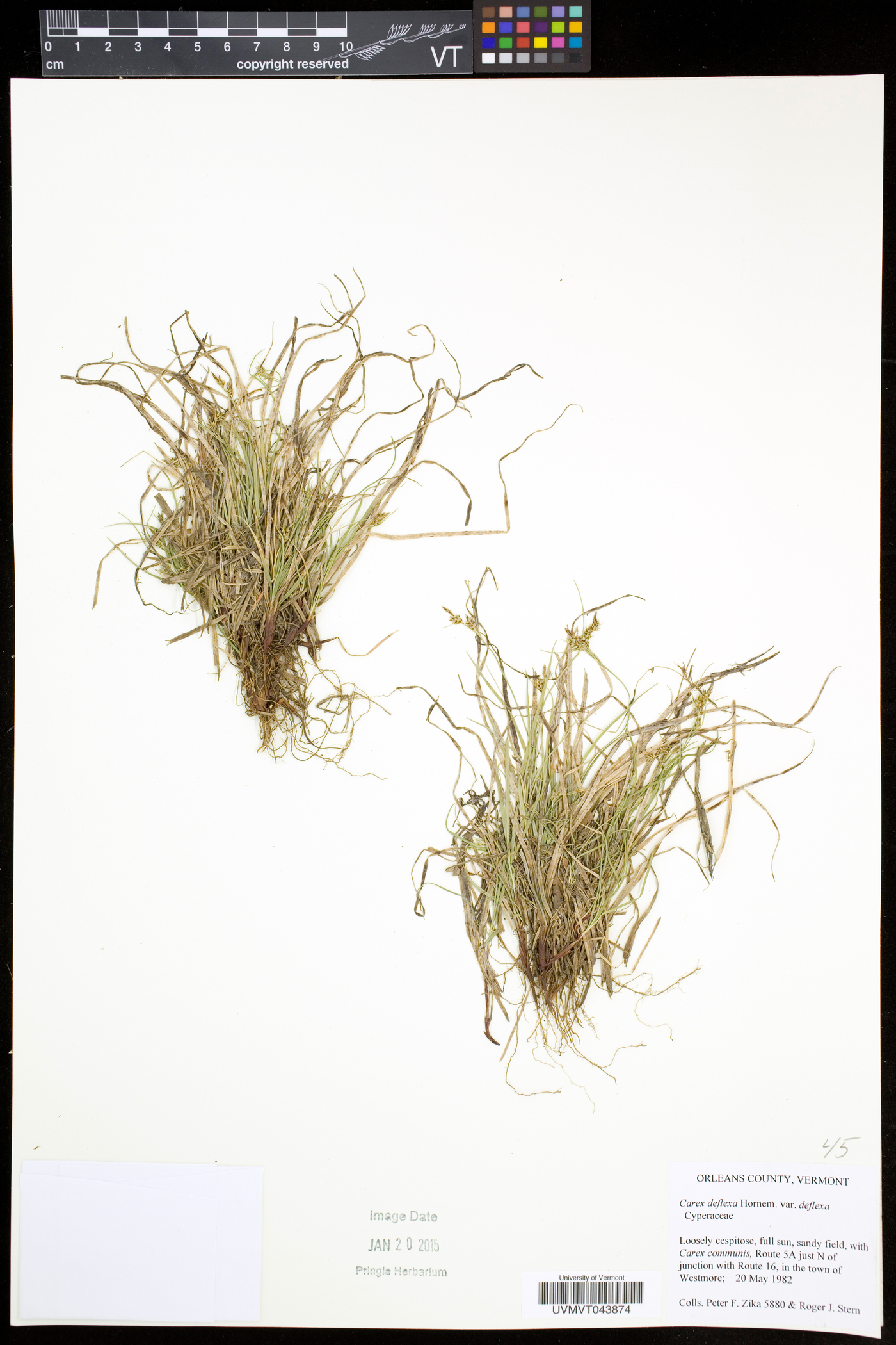 Carex deflexa var. deflexa image