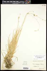 Carex deweyana var. deweyana image