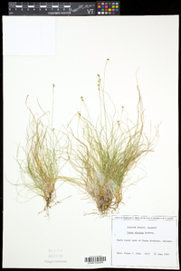 Carex eburnea image