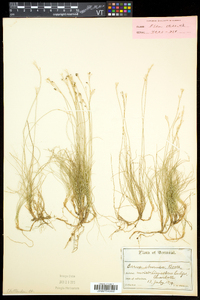 Carex eburnea image