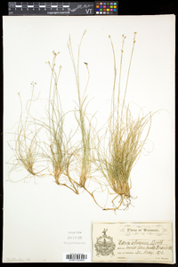 Carex eburnea image