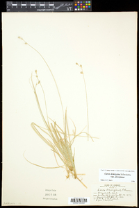 Carex deweyana var. deweyana image