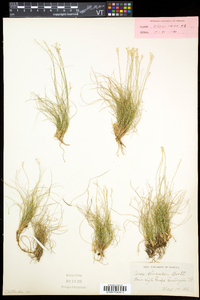 Carex eburnea image