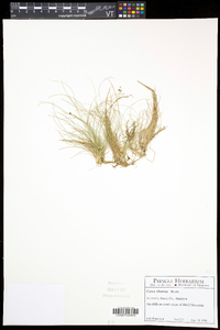 Carex eburnea image