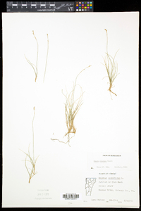 Carex eburnea image