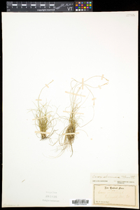 Carex eburnea image