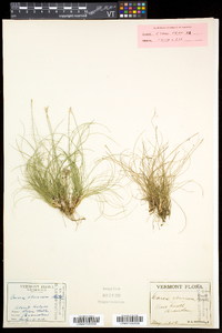 Carex eburnea image