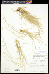 Carex deweyana var. deweyana image