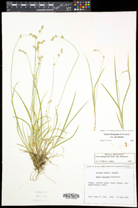 Carex deweyana var. deweyana image