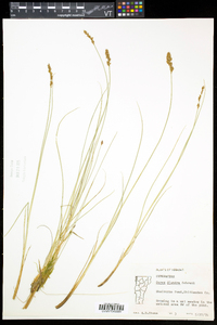 Carex diandra image