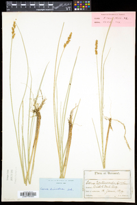 Carex diandra image