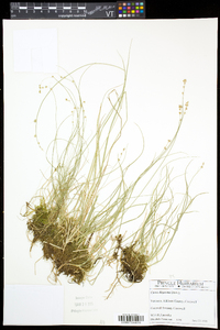 Carex disperma image