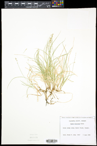 Carex disperma image