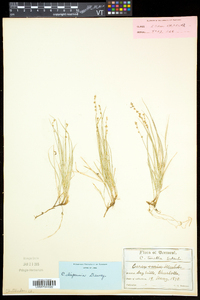 Carex disperma image