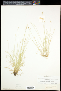 Carex disperma image