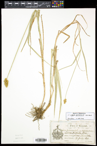 Carex cristatella image